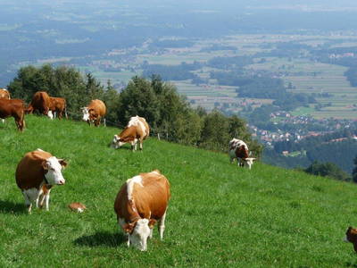 Bild 7 aus  Ferienhaus Jöbstl