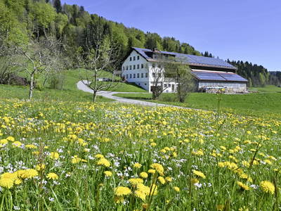 Bild 2 aus  AuszeitHof Vögel