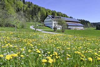 AuszeitHof Vögel aus Sulzberg