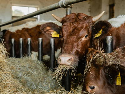 Bild 6 aus  Rasdorferhof