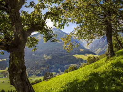 Bild 37 aus  Naglbauer