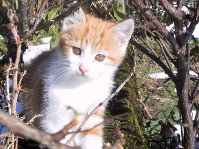 Bild 72 aus  Stanglhof