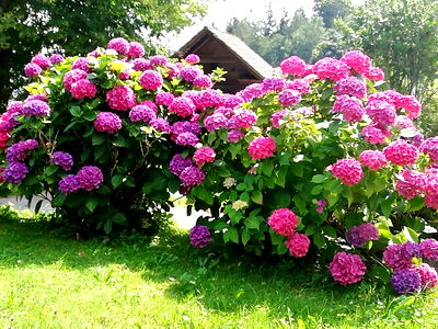 Bild 22 aus Bauernhof Seppl am Berg