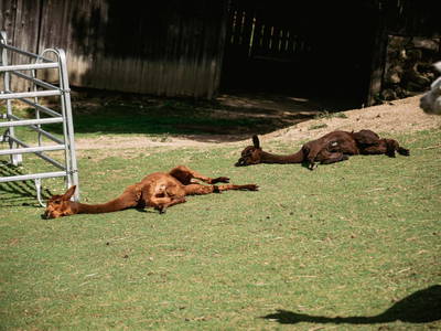 Bild 43 aus  St. Annahof