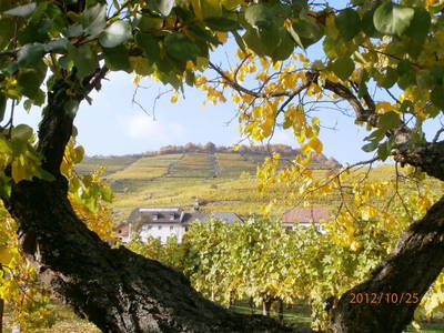 Bild 101 aus  Weingut STRAWANZER Donabaum