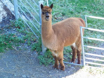 Bild 31 aus  Biberle Hof