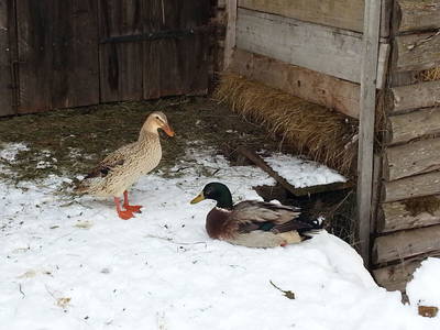 Bild 49 aus  Bauernhaus Gschwandner