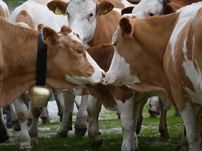 Bild 21 aus  Ferienwohnung Feistritzer Holdernig