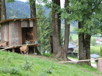 Bild 4 aus  Jagerhof