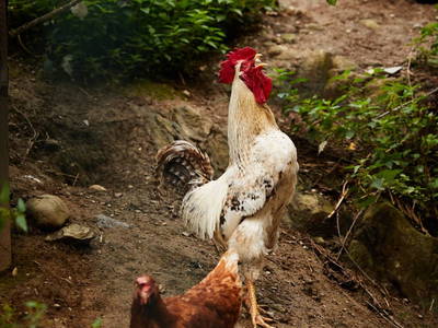 Bild 34 aus  Schwaigerlehen - Berngarten