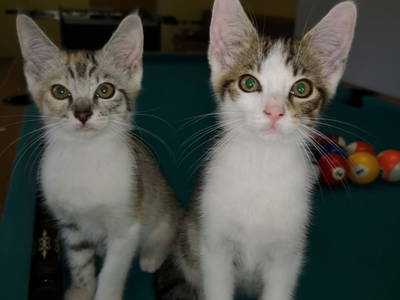 Bild 45 aus  Bruderhof