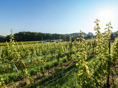 Bild 42 aus  Weingut Krispel