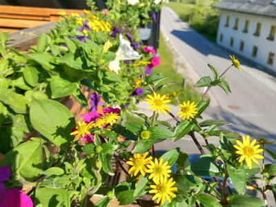Balkonblumen