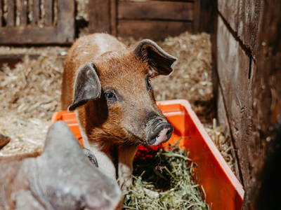 Bild 24 aus  Chalet Mittner Wirt