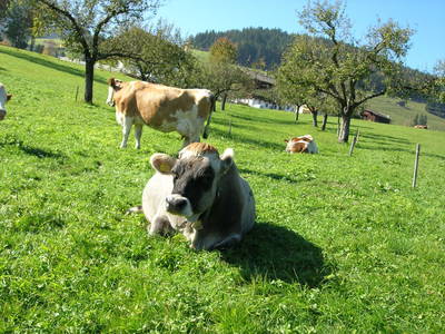 Bild 34 aus  Achrainer - Moosen