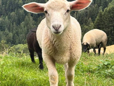 Bild 118 aus  Wallneralm