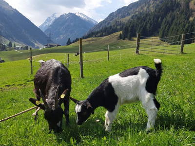 Bild 6 aus  Oberhaidbachhof