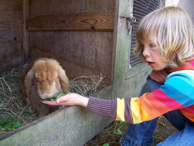 Streichelkaninchen