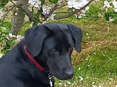 Bild 4 aus  Hof Vorwerk Familie Böye