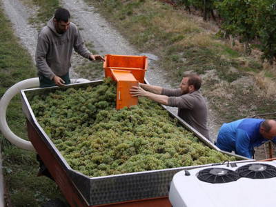 Bild 18 aus  Ferres Weingut