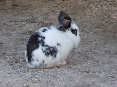 Bild 27 aus  Vitalbauernhof Zulehen