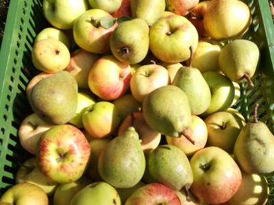 Bild 49 aus  Anderlbauer