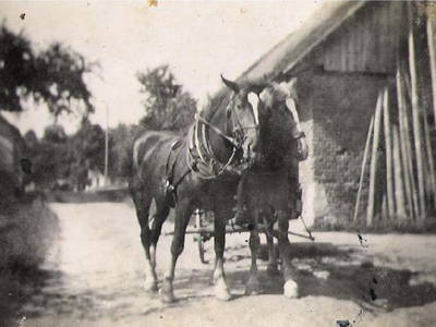 Bild 48 aus  Buchgrabenhof