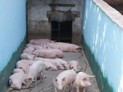 Bild 25 aus  Petritsch-Hof