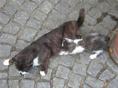 Bild 11 aus  Ferienhof Löw