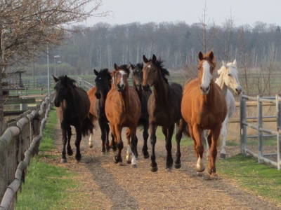 Bild 31 aus  Bernsteinreiter Hirschburg