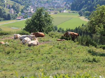 Bild 42 aus  Panorama Hof Fa. Sereinig