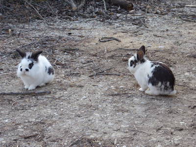 Bild 46 aus  Vitalbauernhof Zulehen