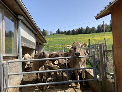 Bild 81 aus Familie Nußbaumer