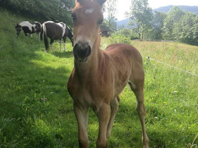 Bild 32 aus  Hofchalets Nikola