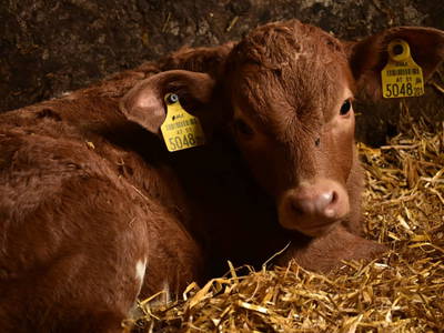 Bild 41 aus  Ferienwohnung Feistritzer Holdernig