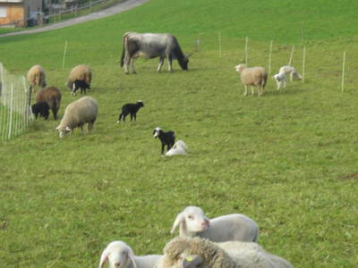 Bild 28 aus  Ferienbauernhof Liebschick