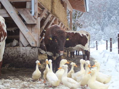 Bild 24 aus  Loitzhof