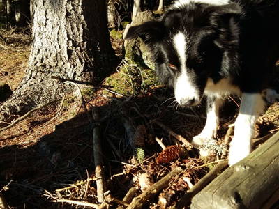 Bild 270 aus  Michlbauer