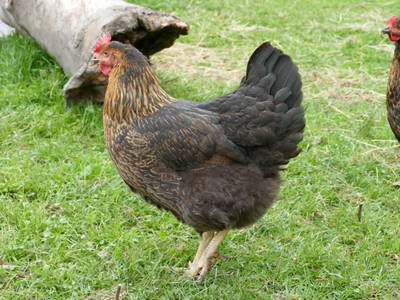 Bild 24 aus  Ferienhaus Strohschneider