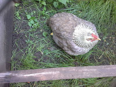 Bild 92 aus  Biohof Schmidbauer