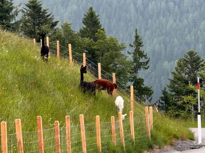 Bild 105 aus  Ferienwohnung Wallner
