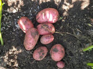 Bild 24 aus  Haus Saling