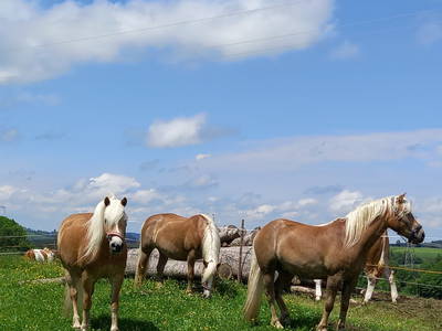 Unsere Haflinger