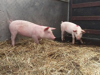 Bild 88 aus  BIO Heubauernhof Tonibauer