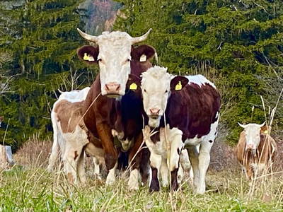 Bild 103 aus  Alpen Appartements Oberlehengut