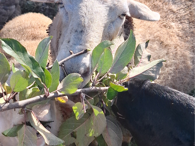 Bild 138 aus  Ausserraingut