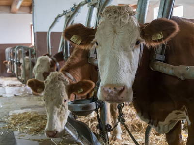 Bild 18 aus  Wermenerhof