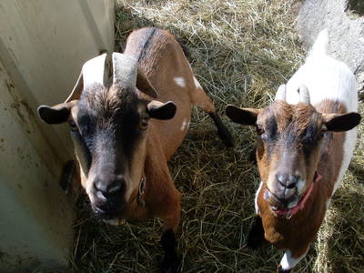 Bild 45 aus  Blattlbauer