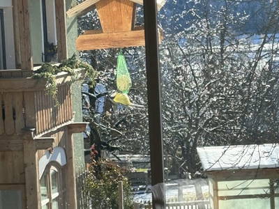 Bild 50 aus  S'Landhäuschen