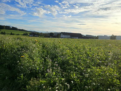 Bild 60 aus  Frankhof